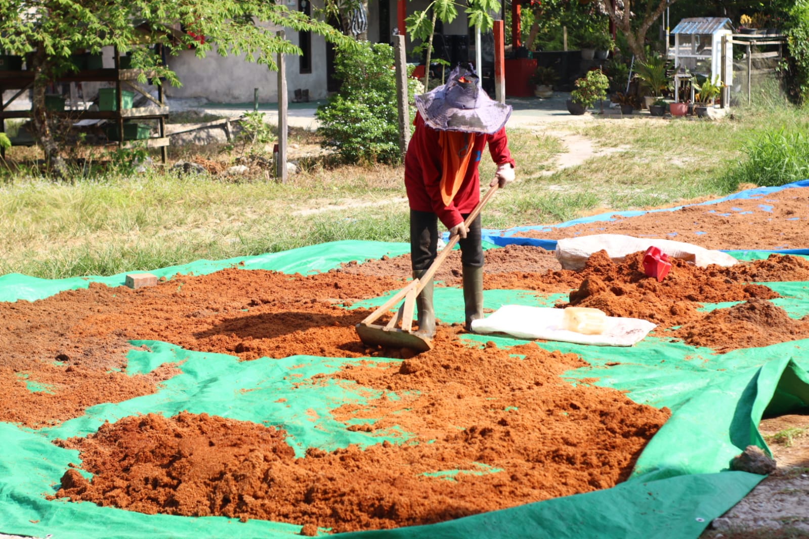 Proses Penjemuran Cocopeat