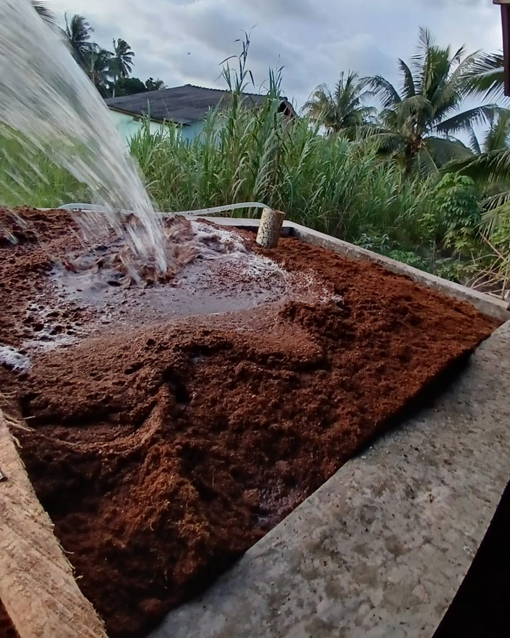 Proses Perendaman Cocopeat