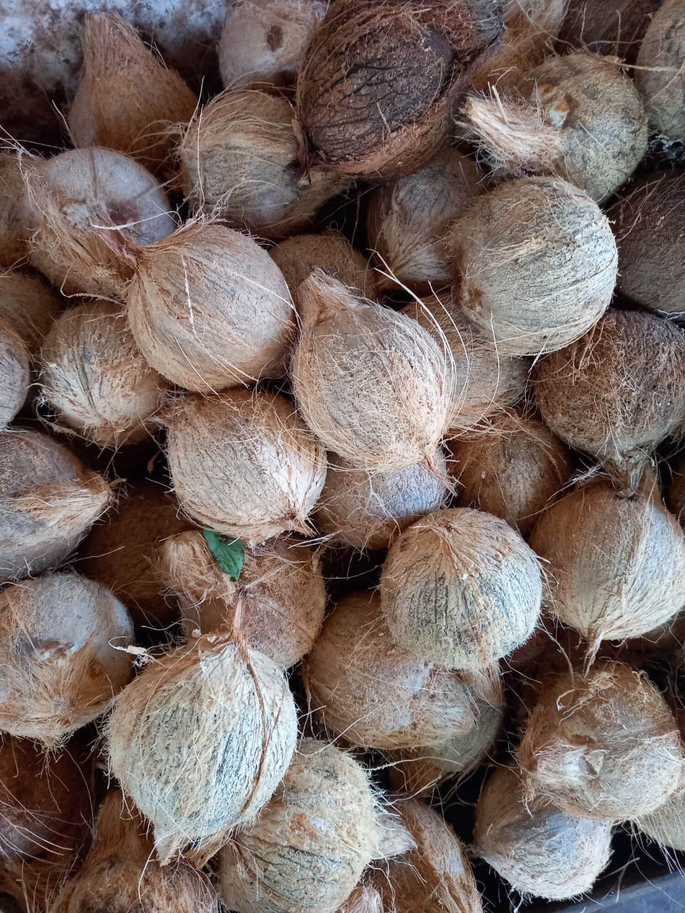 Program section background